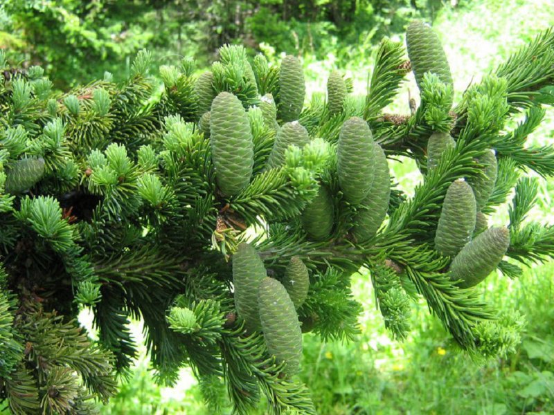 Siberian fir