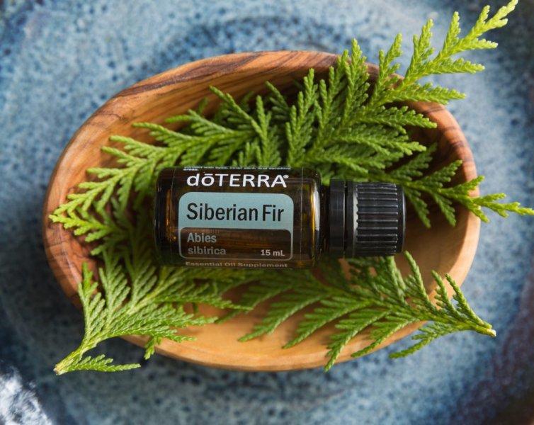 doterra siberian fir oil