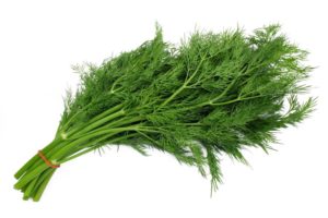 fresh dill