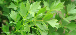 lovage plant