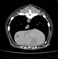 Study of the abdominal cavity and retroperitoneal space