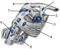 The area of ​​the left shoulder joint, rear view (Fig. 2)