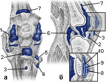 The area of ​​the right knee joint, front view (a) and in a longitudinal cut (b) (Fig. 4)