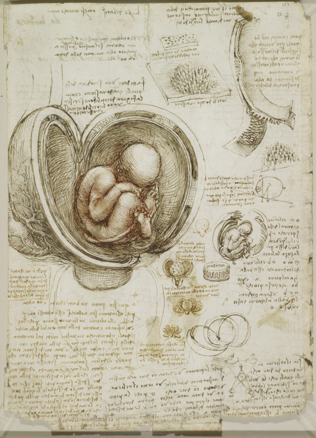 Anatomical drawings by Leonardo da Vinci released to the public