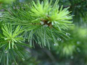 Fir oil, camphor, fir preparations, fir oil